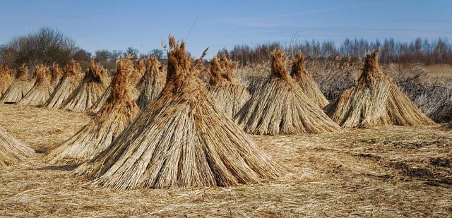 Heno, Hierba, Agricultura, Naturaleza