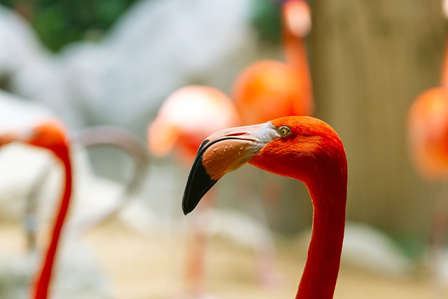 Free Flamingo Wild Animal photo and picture