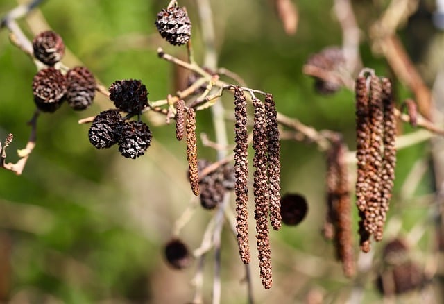 Blackle Inflorescences Deciduous - Free photo on Pixabay