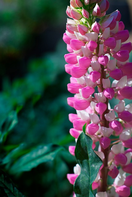 Free Flowers Blooms photo and picture