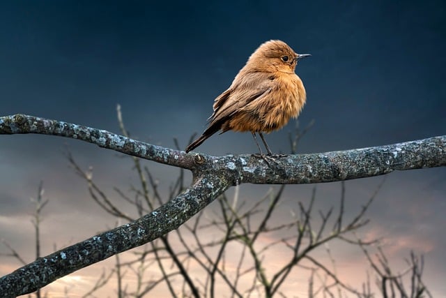 Free Bird Night photo and picture