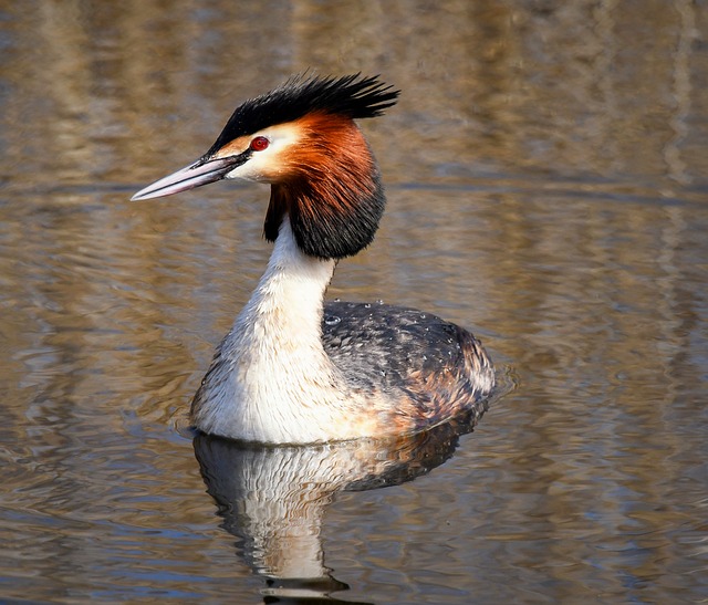 Somormujo Lavanco, Zampullín, Animal