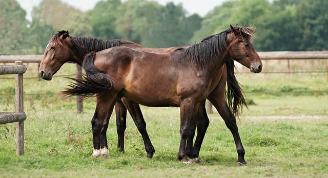 Free Horses Nature Wallpaper photo and picture