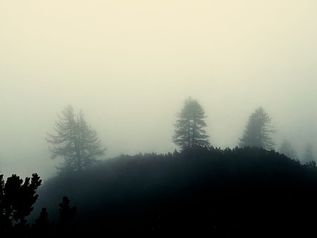 Dimineaţă, Natura, Pădure, Peisaj, Aburi