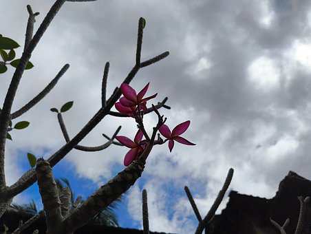Free Flower Pink photo and picture