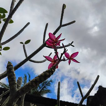 Free Blossom Nature photo and picture