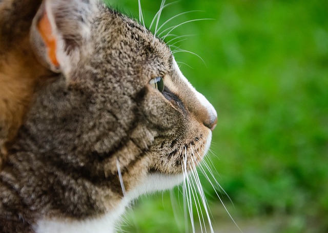 Cat Profile Side - Free photo on Pixabay