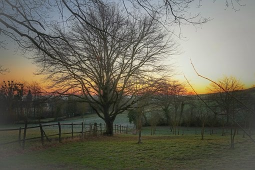 Free Tree Grasslands photo and picture