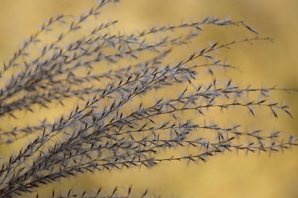 Stalks Vs Reeds Grasses Stalks Reed - Free photo on Pixabay