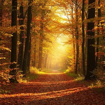 Free Autumn Vibes Golden Leaves illustration and picture