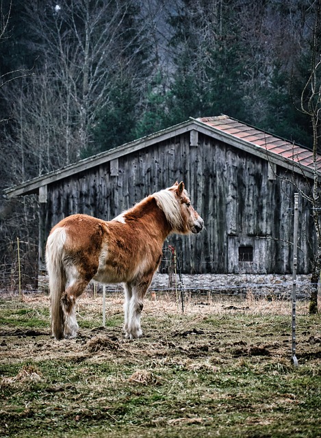 Free Horse Nature photo and picture