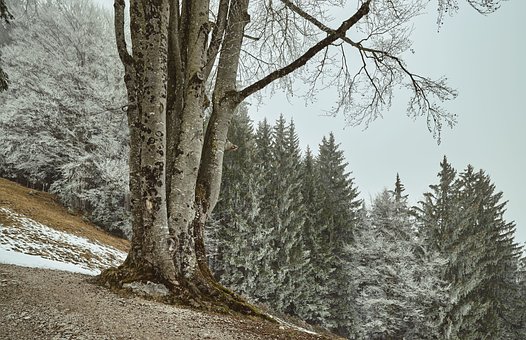 Free Forest Nature photo and picture