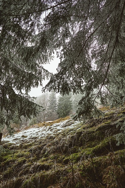 Free Trees Forest photo and picture