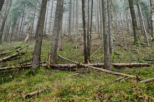 Free Forest Nature photo and picture