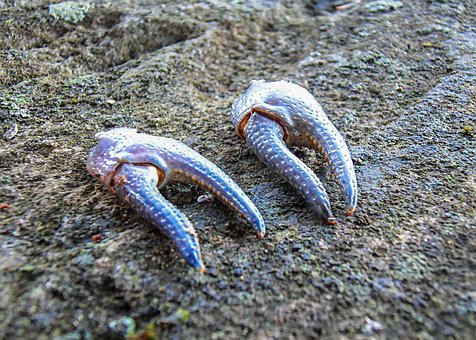 Free Crayfish Crawfish photo and picture