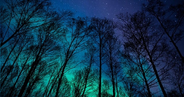 Free aurora borealis night forest illustration
