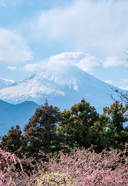 Free Sakura Japan photo and picture
