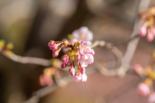 Free Sakura Cherry Blossoms photo and picture