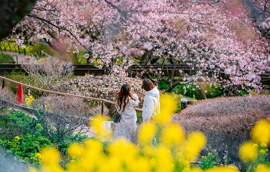 Free Sakura Japan photo and picture