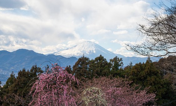 Free Sakura Japan photo and picture