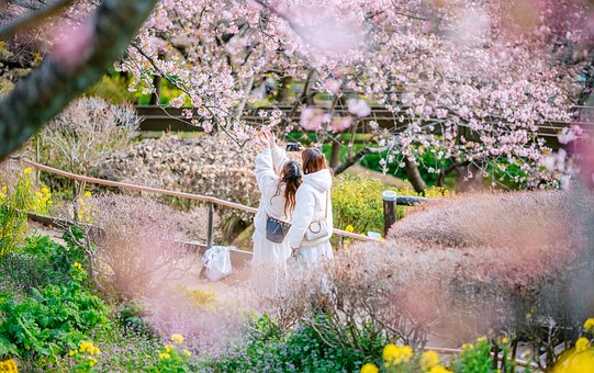 Free Sakura Japan photo and picture