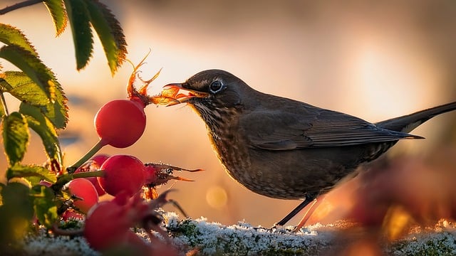 Free ai generated song thrush thrush illustration