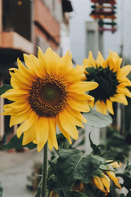 Free Sunflowers Yellow photo and picture