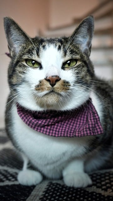 Free Cat Lighting photo and picture