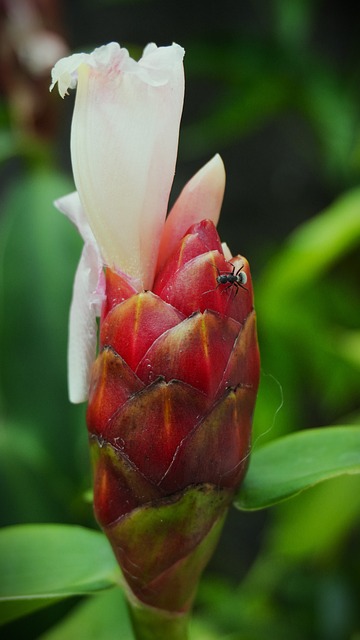 Free Ant Flower photo and picture