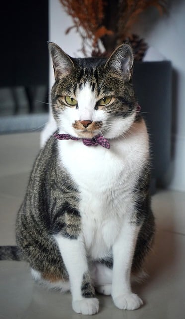 Free Cat Lighting photo and picture