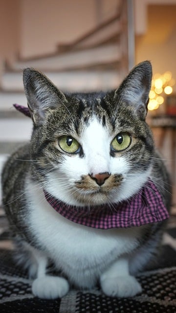 Free Cat Lighting photo and picture