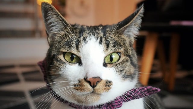 Free Cat Lighting photo and picture