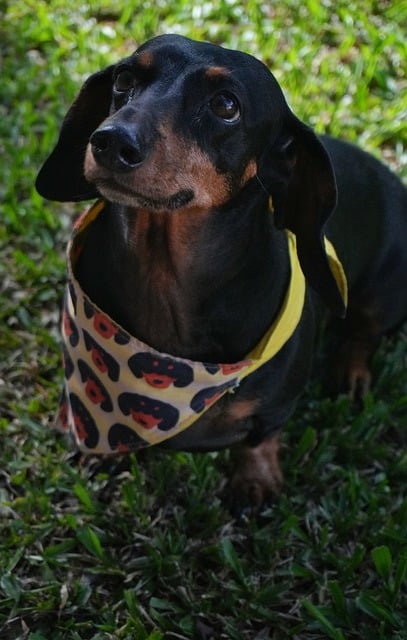 Free Dog Animal photo and picture