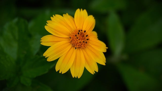 Free Flower Yellow photo and picture