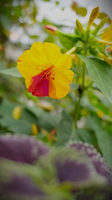 Free Flower Nature photo and picture