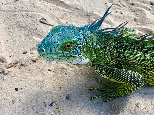 Free Nature Reptile photo and picture