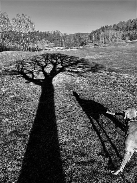 Free Dog Black And White photo and picture