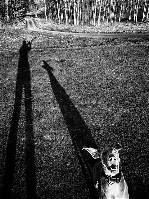 Free Dog Black And White photo and picture