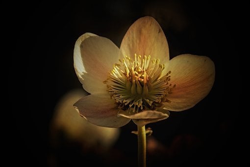 Free Flower Plant photo and picture