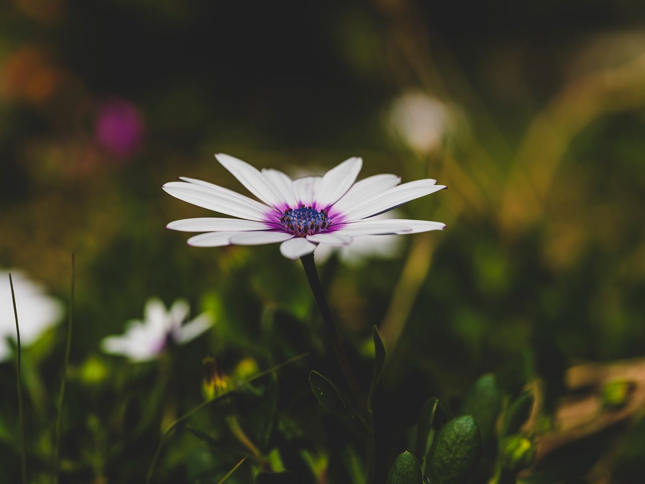 Flower - free online jigsaw puzzle photo
