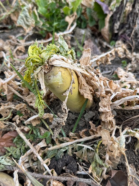 Free Field Cultivation photo and picture