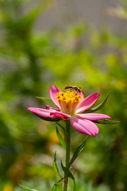 Free Bee Flower photo and picture