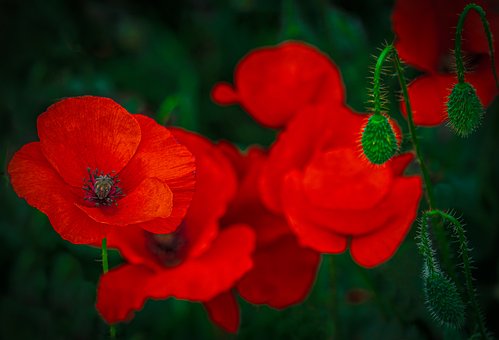 Valmue, Blomster, Plante, Papaver