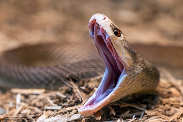 Free Snake Taipan photo and picture