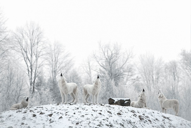 wolves, animals, winter, landscape, snow, forest, trees, cold, nature