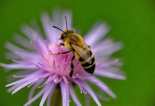 Abeille Brune, Antennes Vertes