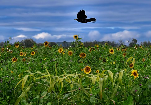Free Nature Meadow photo and picture
