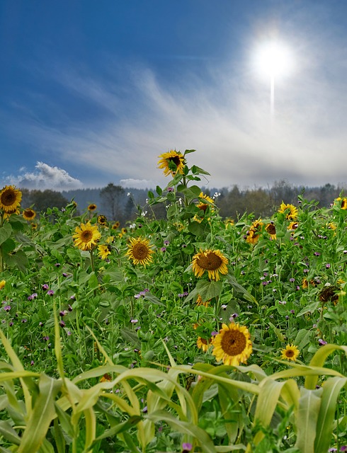 Free Sunflowers Nature photo and picture