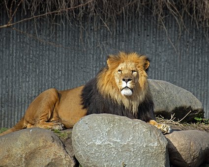 Free Lion Mane photo and picture