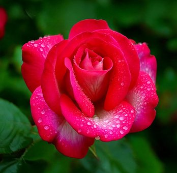Blomst, Rose, Skønhed, Rød Rose, Gave